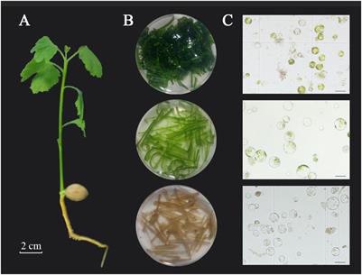 Protoplast isolation and transient transformation system for Ginkgo biloba L.
